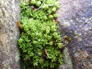 Spiral Extinguisher-Moss (Encalypta streptocarpa)