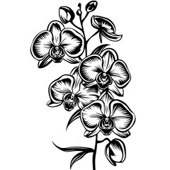 orchid silhouette, orchid svg, orchid png, orchid illustration, orchid, silhouette flower, floral svg, herb svg, flower illustration, flower, floral, vector, nature, illustration, spring, design,