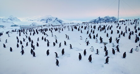 Thousands of penguins standing on snow in Antarctica. Sea birds colony rest nesting on polar hill...