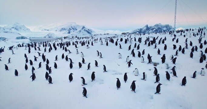Thousands of penguins standing on snow in Antarctica. Sea birds colony rest nesting on polar hill wild nature landscape. Explore wildlife. Untouched South Pole scene. Low angle close up drone shot