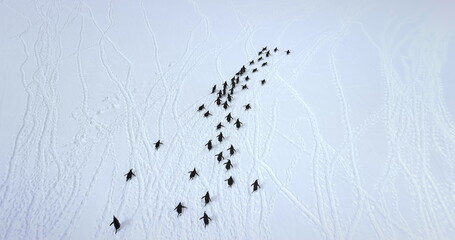 Gentoo penguins running snow covered field aerial view. Explore wildlife in Antarctica. Beauty of...