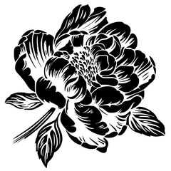 peony silhouette, peony svg, peony png, peony illustration, peony, silhouette flower, floral svg, herb svg, flower illustration, flower, floral, vector, nature, illustration, spring, design, pattern, 