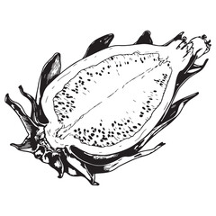 Hand Drawn Sketched Icon of Dragonfruit. Fresh Pitaya Slice Engraved Illustration.