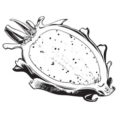 Hand Drawn Sketched Icon of Dragonfruit. Fresh Pitaya Slice Engraved Illustration.