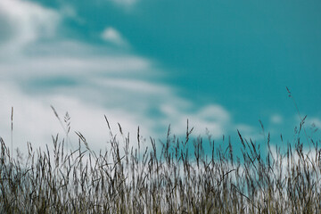 Low angle view of a grass against the sky