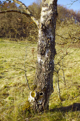 Fototapeta premium Trees, forest and countryside with nature, summer and ecology with sustainability, grass and leaves. Empty, branch and bark with leafs, plants and textures with woods, eco friendly and environment