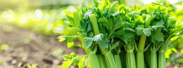 Obraz premium celery growing close-up. Selective focus