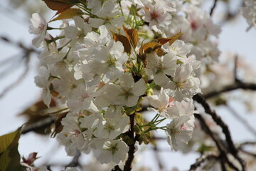 Cherry Blossom