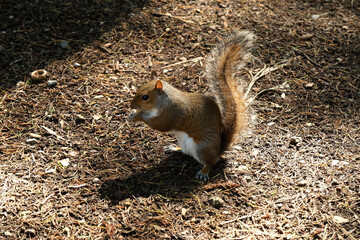 Uno scoiattolo grigio in un parco pubblico.