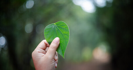 Green leaf in her hand was a symbol of love for nature, representing the concept of natural beauty and the importance of ecology. leaf, love, nature, nubes, concept, green, hand, natural, ecology.