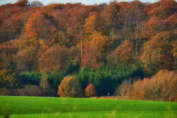 Woods, field and autumn for forest and nature, grass and natural landscape with plants and trees....