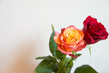 グラデーションカラーのバラ