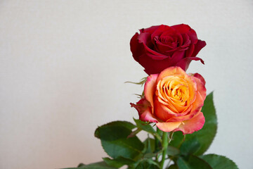 2色のバラ