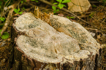 Tree stump in the forest. High quality photo