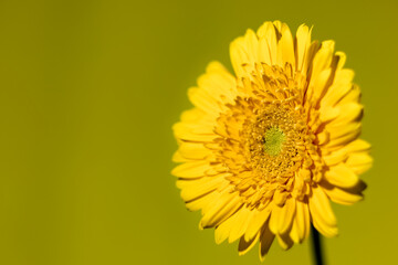 Yellow gerbera isolated on yellow background. Macro flower photography. Selective focus.