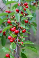 The photo shows cherries on a branch with green leaves. The bright red fruits against the green background create an impression of freshness and natural beauty, conveying a summer mood and fertility.