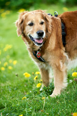 Portrait of a standing adult Field Trial Golden Retriever with blurry grass and yellow flowers background