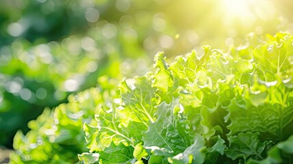 close-up of iceberg lettuce in the garden. selective focus