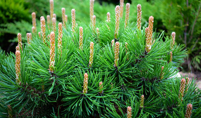 Pine branch young cones macro. Young green sprouts pine tree needles. Fresh grow mountain pine twig...