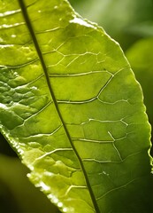 a closeup of a leaf