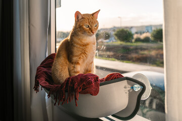brown tabby cat with green eyes on a hammock by the window at sunset