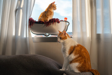 brown tabby cat with green eyes on a hammock by the window at sunset