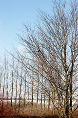 Tree, spring or morning with branches for landscape, colourful sky in environmental for climate change. Eco friendly, countryside or natural in field for nature, ecology and sustainability in woods