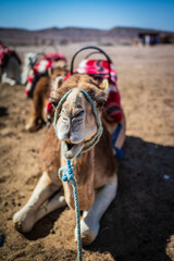 Camel in desert