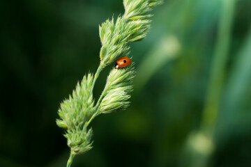 Wide isolated shot of a well-hidden ladybug between grass flowers against a soft dark-green background