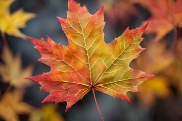 Close-up of Autumn Maple Leaf, Vibrant Red and Yellow Colors, Detailed Veins, Macro Photography, Seasonal Beauty, High Resolution, Nature Image