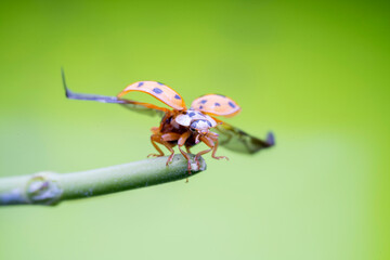Harmonia axyridis in the wild state