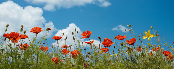 A field studded with red and yellow flowers spreads out under a clear blue sky. 