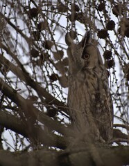 Long-Eared Owl Hidden Among Tree Branches and Pine Cones