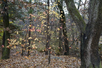 가을 풍경이 아름답습니다