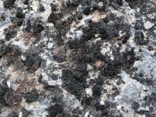 moss texture , Background moss concept . Natural texture.