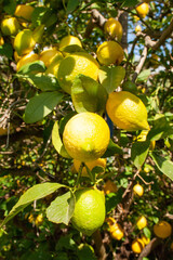 Lemon tree with fresh lemons. Spanish harvest
