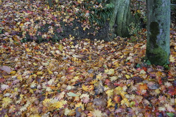 가을단풍이 아름답게 숲에는 있습니다