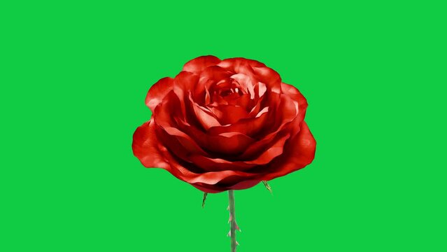 red rose blossom grow animation green screen