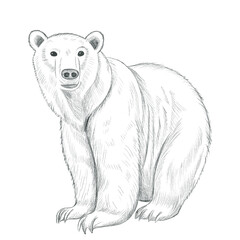 Hand drawn  polar bear. Pencil sketch, against a white background.