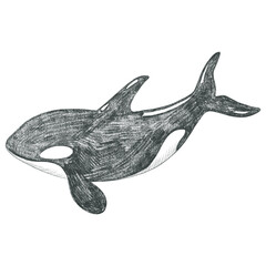Hand drawn killer whale. Pencil sketch.. Monochrome whale on white background. © Hanna ArtLab