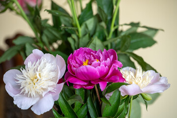 Beautiful rose flower in a vase