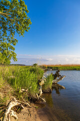 Baumstamm am Achterwasser bei Warthe auf der Insel Usedom