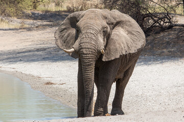 A lone female African elephant with a tide mark, standing by a lake where her herd had been drinking and bathing in Tarangire National Park, Tanzania
