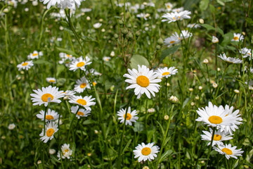 chamomile helps with issues such as difficulty falling or staying asleep