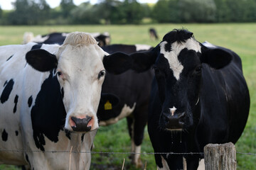 Holstein cows at pasture. Mature cow. Cows on a meadow. Black and white cow on green meadow. Cow Farm with dairy cattle on field in countryside farm. Cow herd at field.