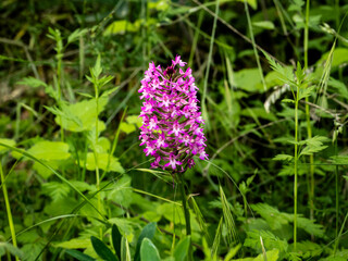 orchis pyramidal en fleur