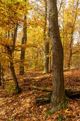 Beautiful autumn landscape with yellow leaves