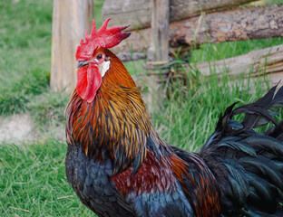 Close-up of rooster at a farm