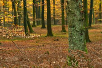 Outdoor, woods and tree trunk in autumn forest for rustic landscape, sustainable environment and countryside. Woodland or natural, bark and conservation with nature, biodiversity and background.