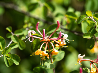 ch&egrave;vrefeuille des bois avec tiges roses et fleurs jaunes ouvertes